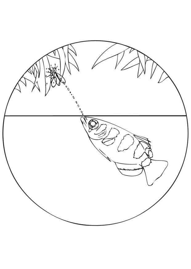 fisk Fargeleggingsbilde fisk