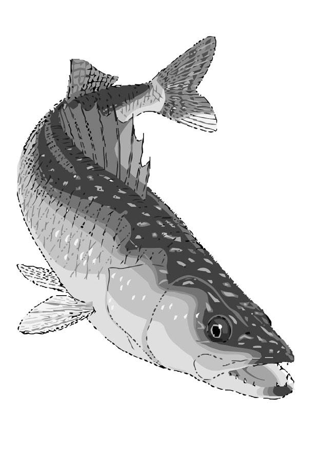 fisk - breiflabb Fargeleggingsbilde fisk - breiflabb