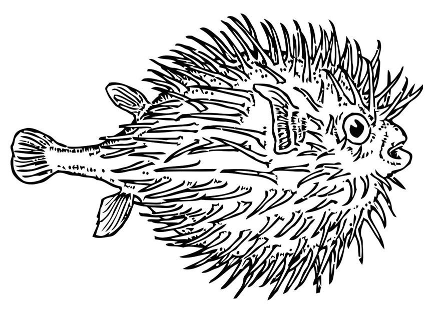 fisk - gullfisk Fargeleggingsbilde fisk - gullfisk
