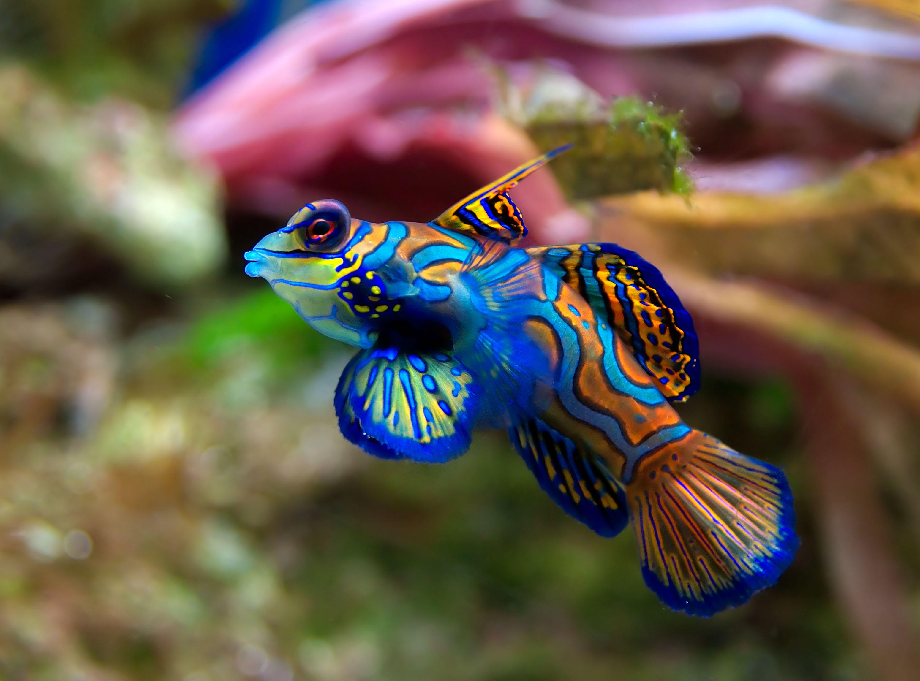 Foto fisk - synchiropus splendidus