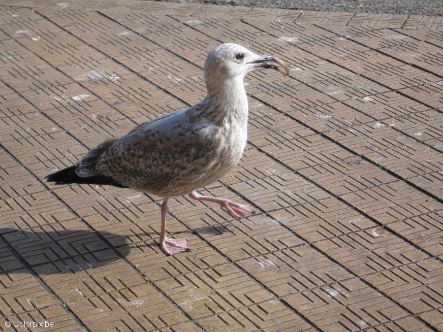 fiskemA¥ke 2 Foto fiskemA¥ke 2