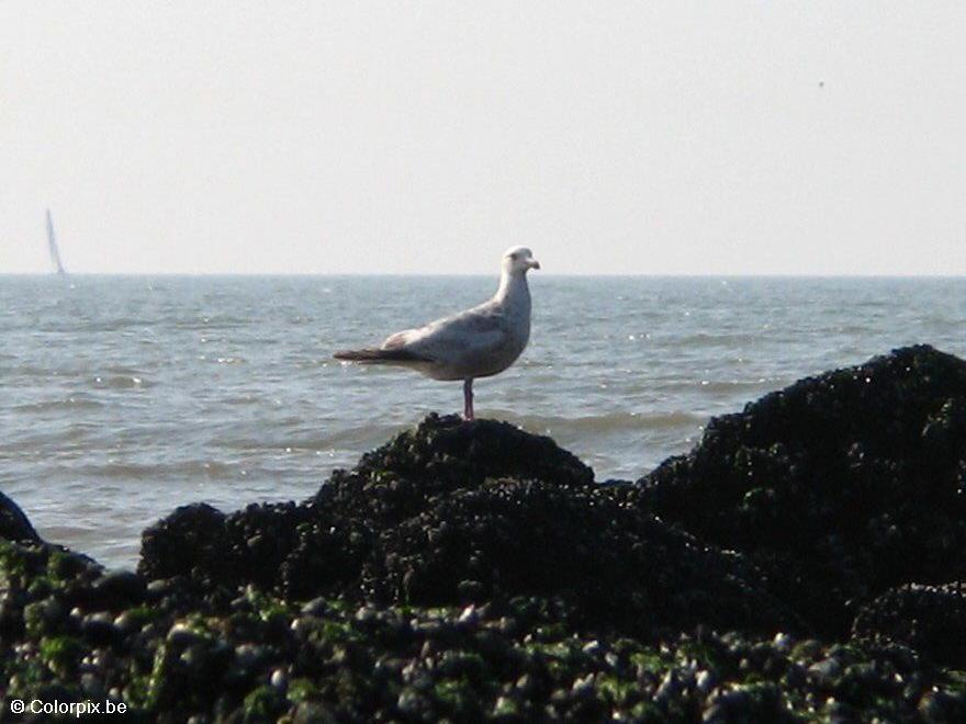 Foto fiskemA¥ke