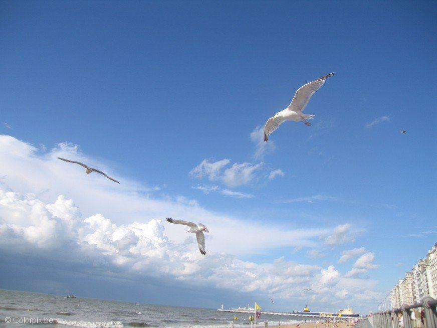 Foto fiskemA¥ker pA¥ stranden 3