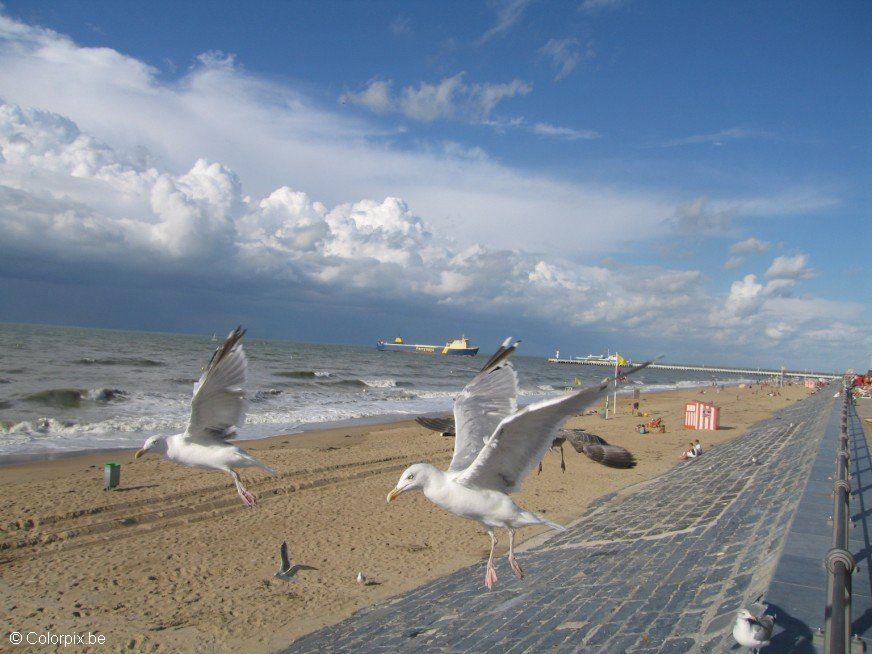 Foto fiskemA¥ker pA¥ stranden