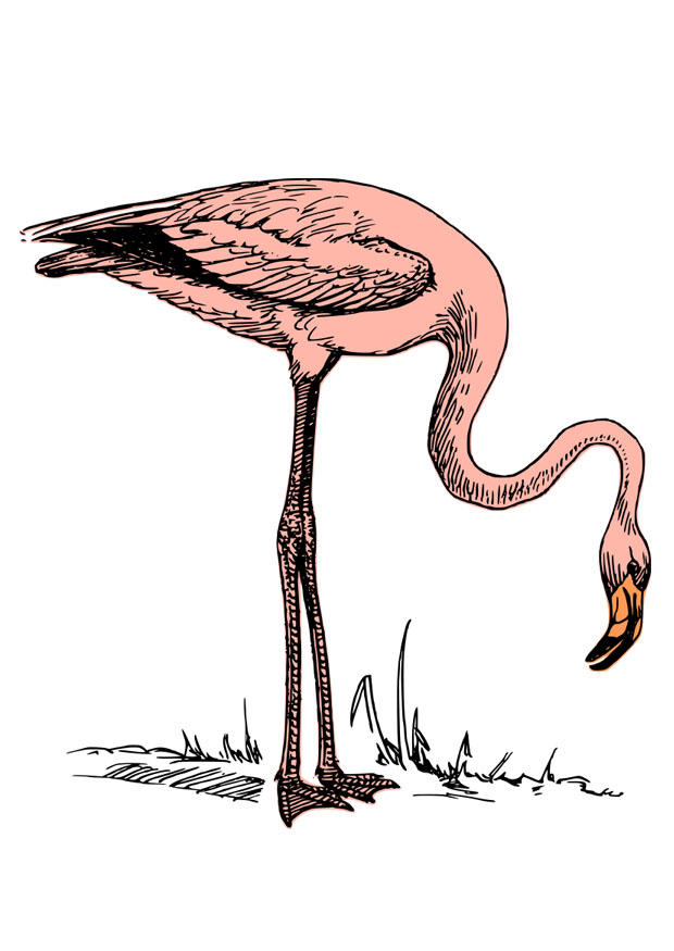 flamingo bilde flamingo