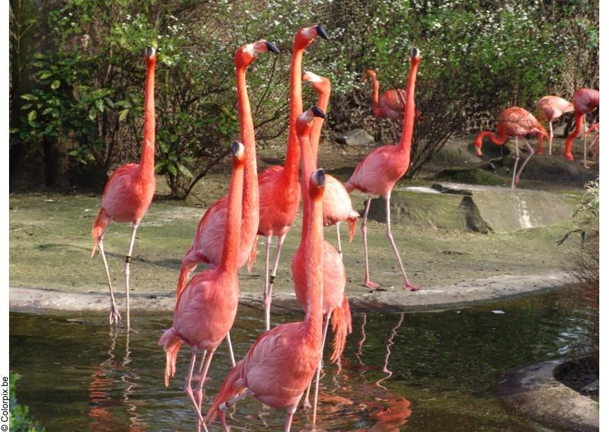 Foto flamingoer