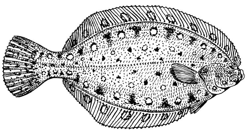 Fargeleggingsbilde flatfisk