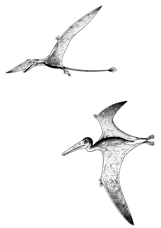 Fargeleggingsbilde flyvende dinosaur