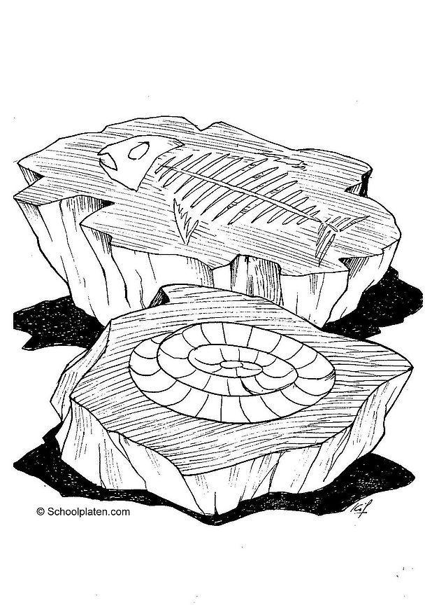 fossil Fargeleggingsbilde fossil