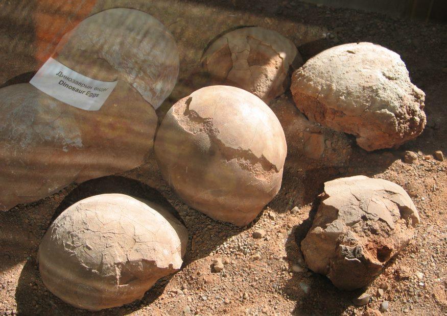 Foto fossile dinosauregg