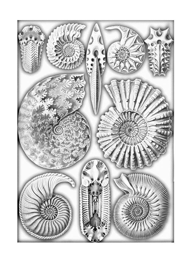 fossiler Fargeleggingsbilde fossiler