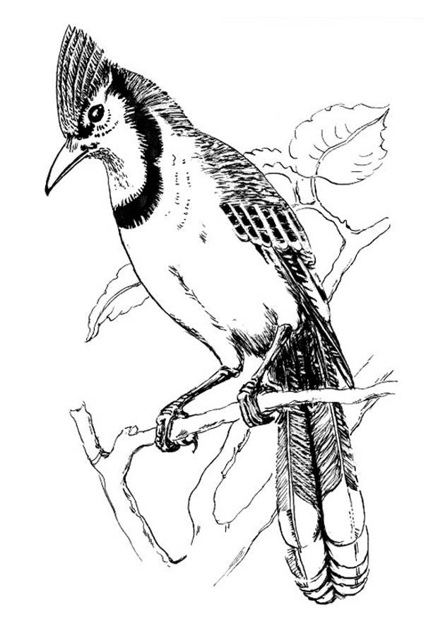 fugl - blue jay Fargeleggingsbilde fugl - blue jay