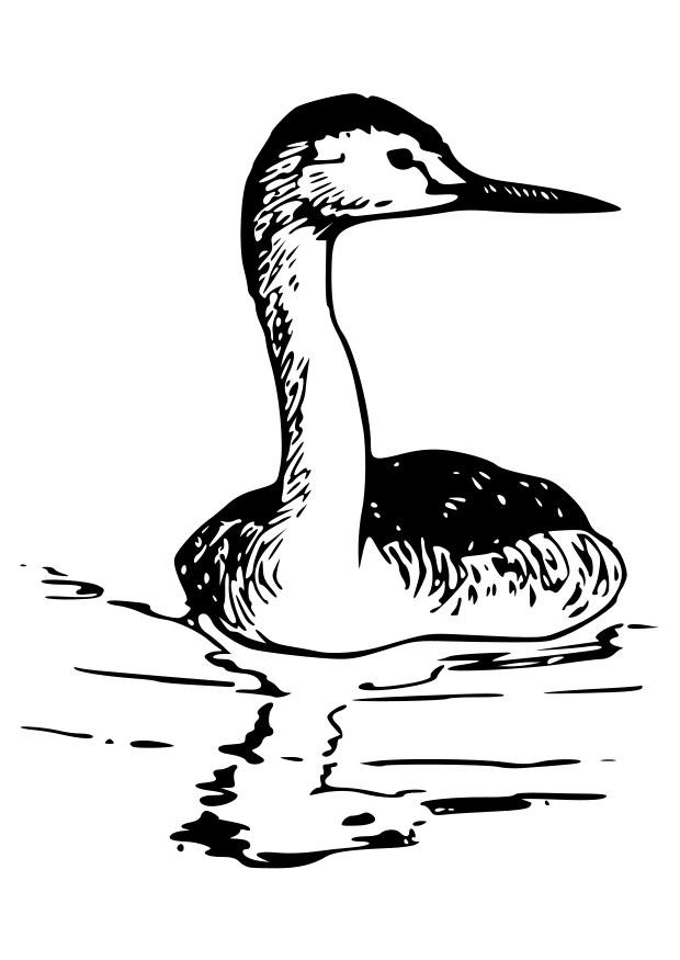 Fargeleggingsbilde fugl - gribb
