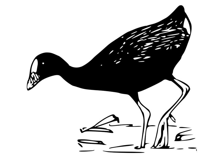 Fargeleggingsbilde fugl - lilla gallinule