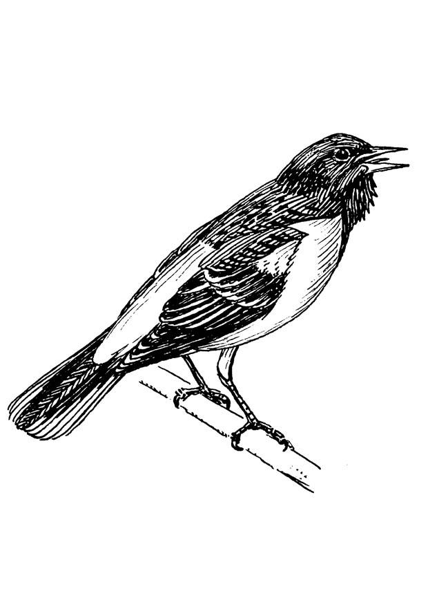 fugl - oriole fra baltimore Fargeleggingsbilde fugl - oriole fra baltimore