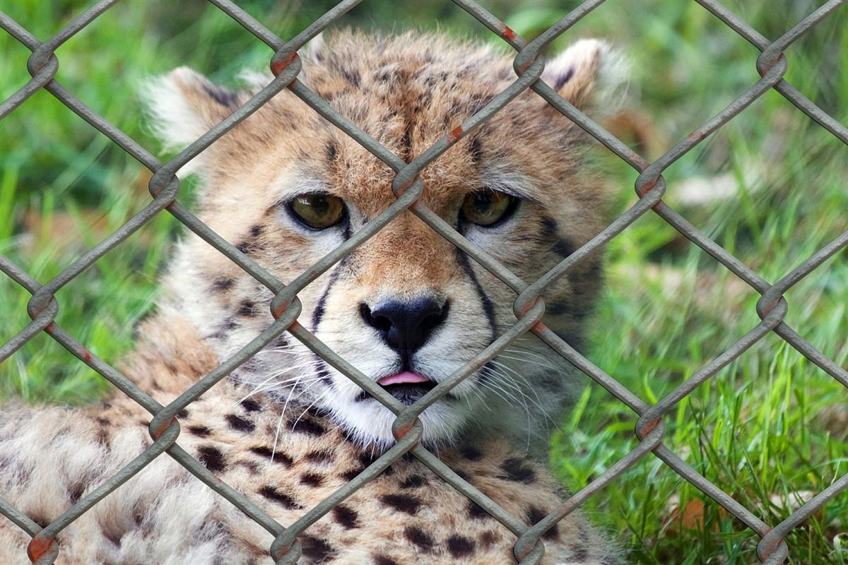 gepard i bur Foto gepard i bur