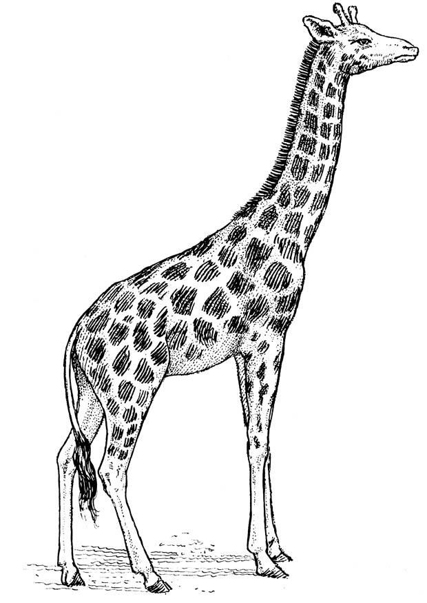 Fargeleggingsbilde giraff