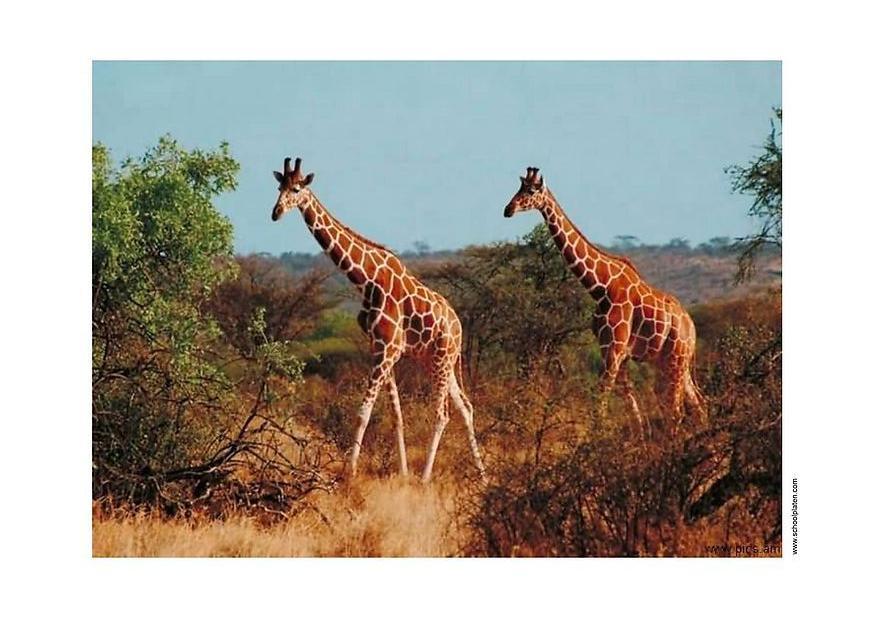 giraff Foto giraff
