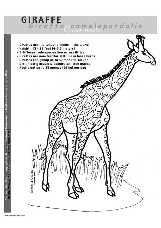 Fargeleggingsbilde giraff