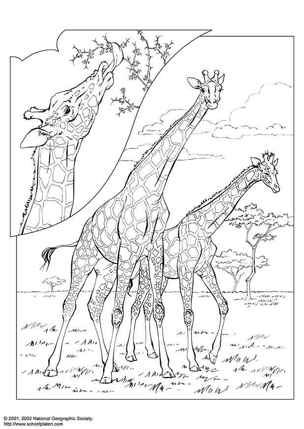 giraff Fargeleggingsbilde giraff