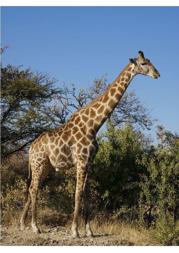 giraff Foto giraff