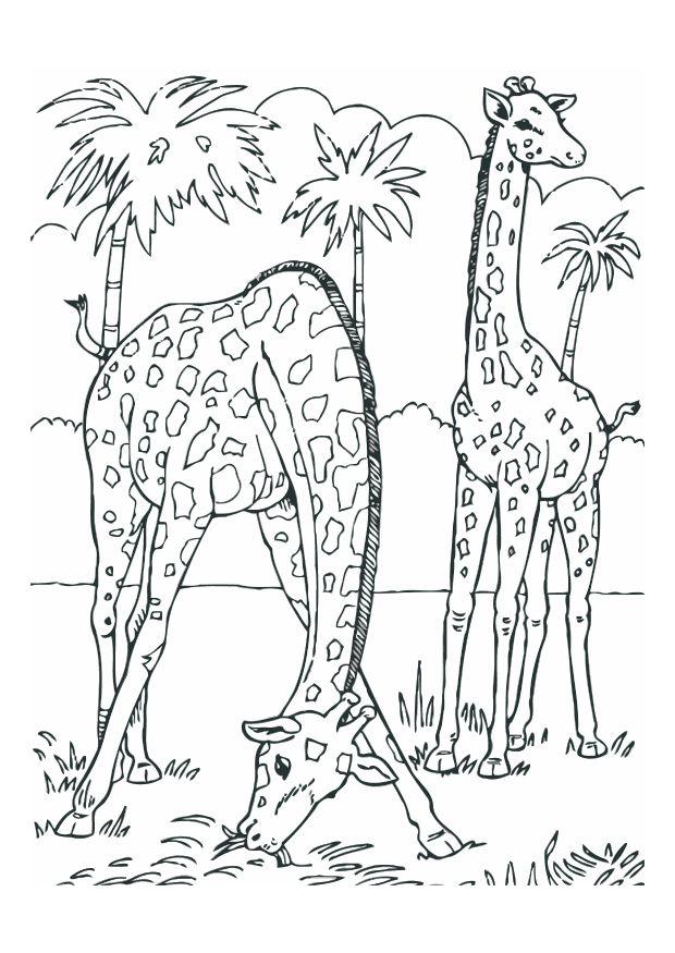 giraffer Fargeleggingsbilde giraffer