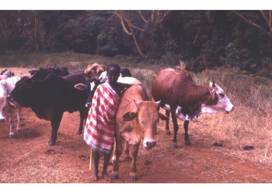 Foto gjeter i kenya