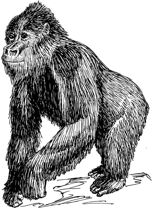gorilla Fargeleggingsbilde gorilla