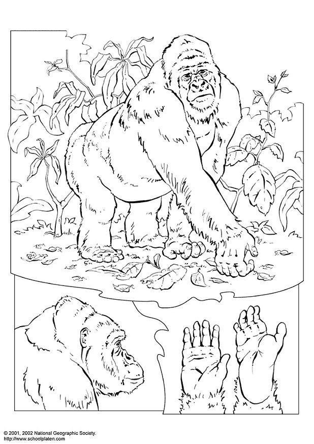 gorilla Fargeleggingsbilde gorilla