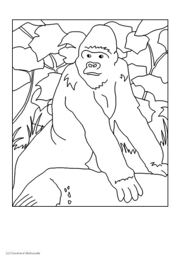 gorilla Fargeleggingsbilde gorilla