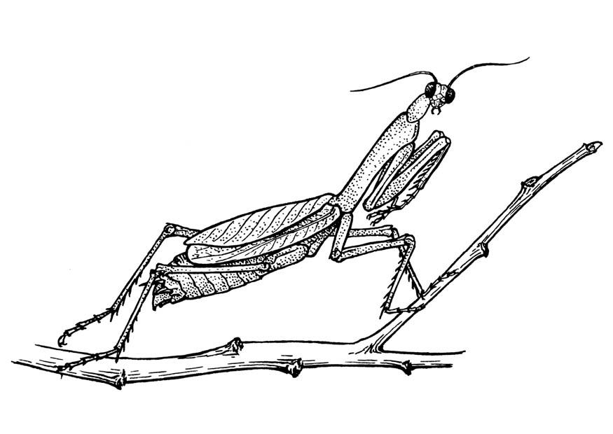 Fargeleggingsbilde gresshoppe - bedende mantis