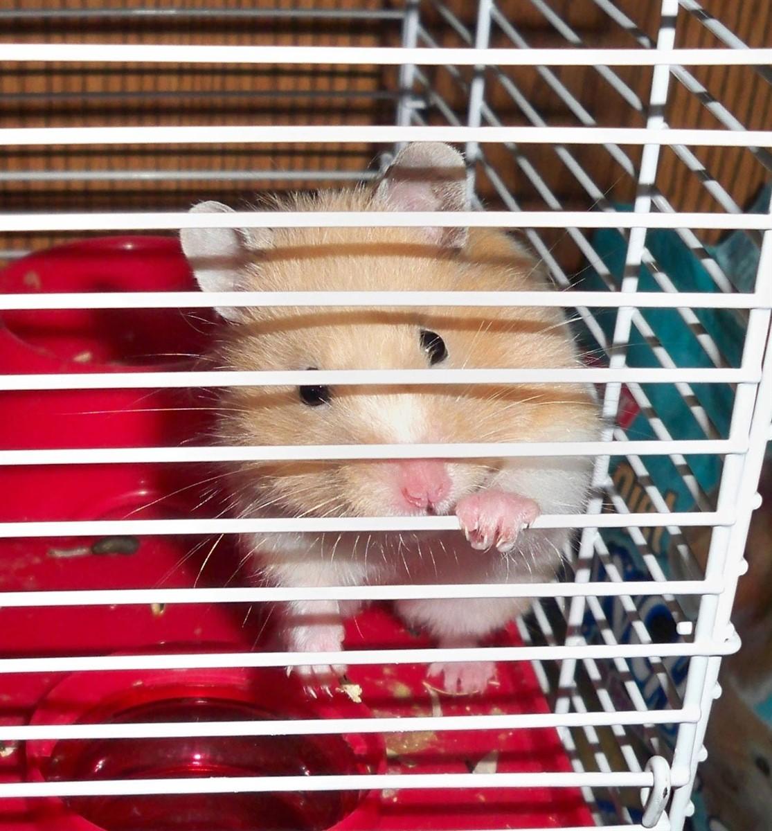 hamster i bur Foto hamster i bur