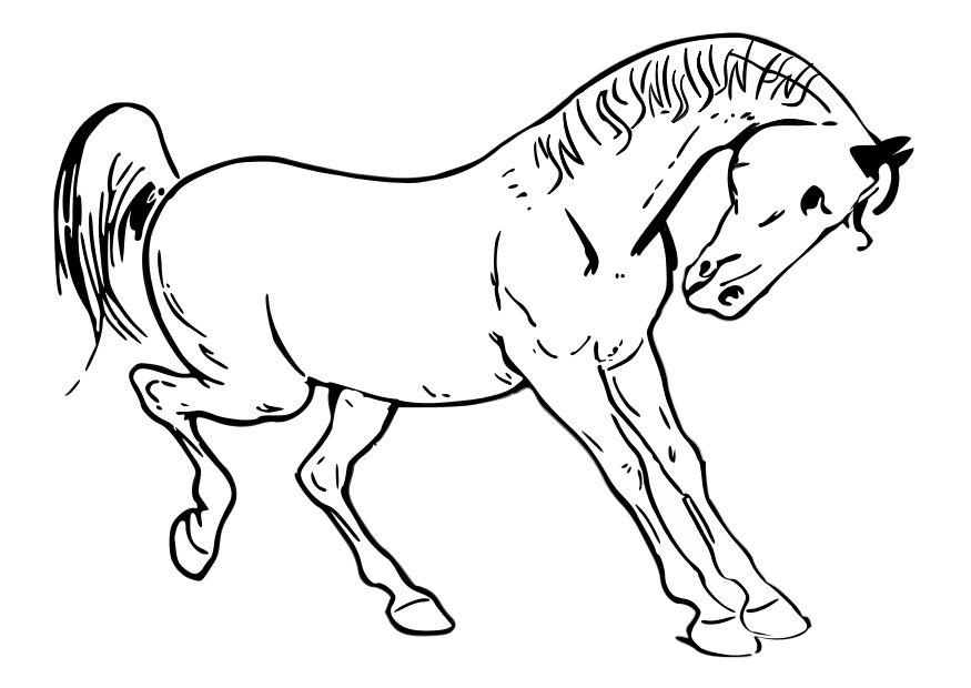 Fargeleggingsbilde hest
