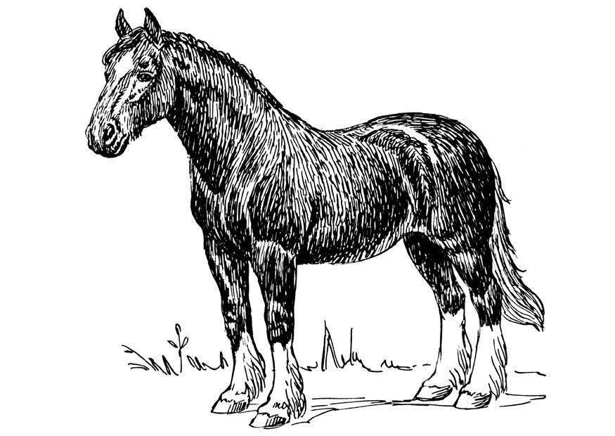 Fargeleggingsbilde hest