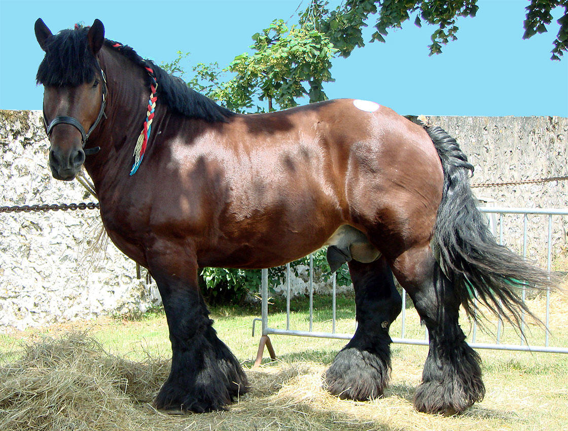 hest Foto hest