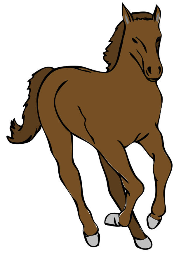 hest bilde hest