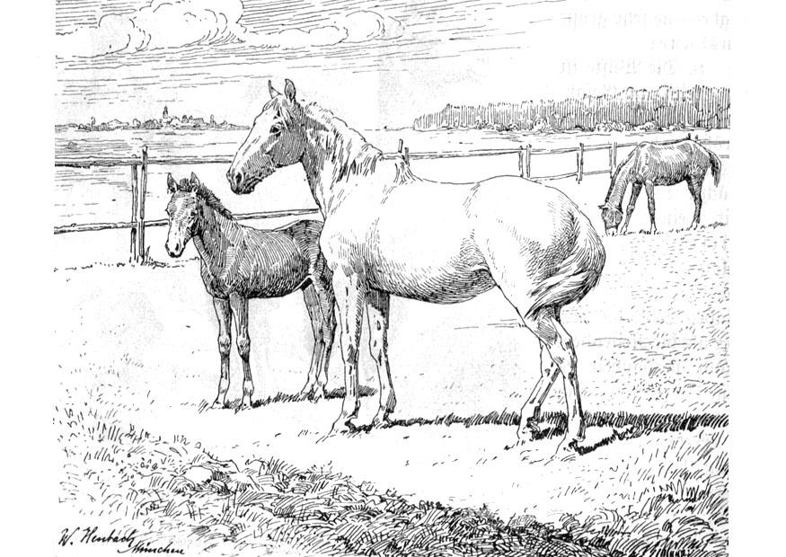 hest og fA¸ll Fargeleggingsbilde hest og fA¸ll
