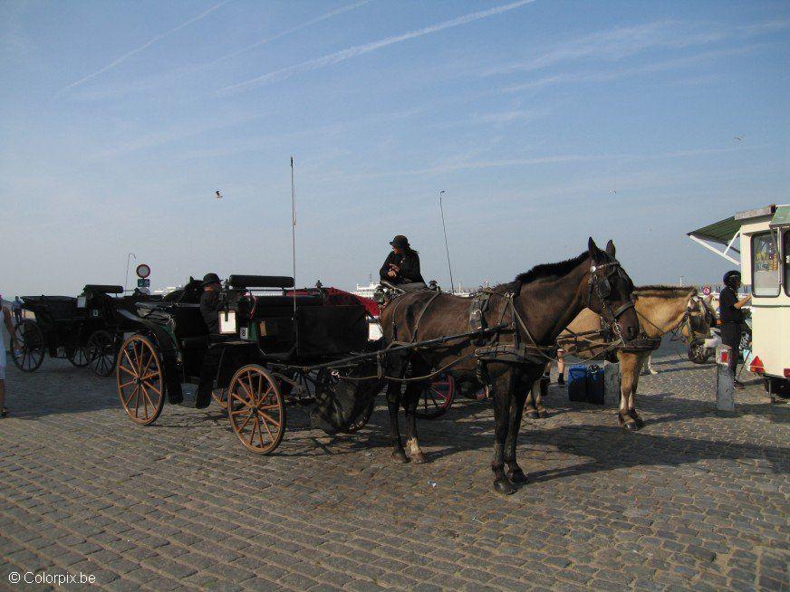 hest og vogn Foto hest og vogn