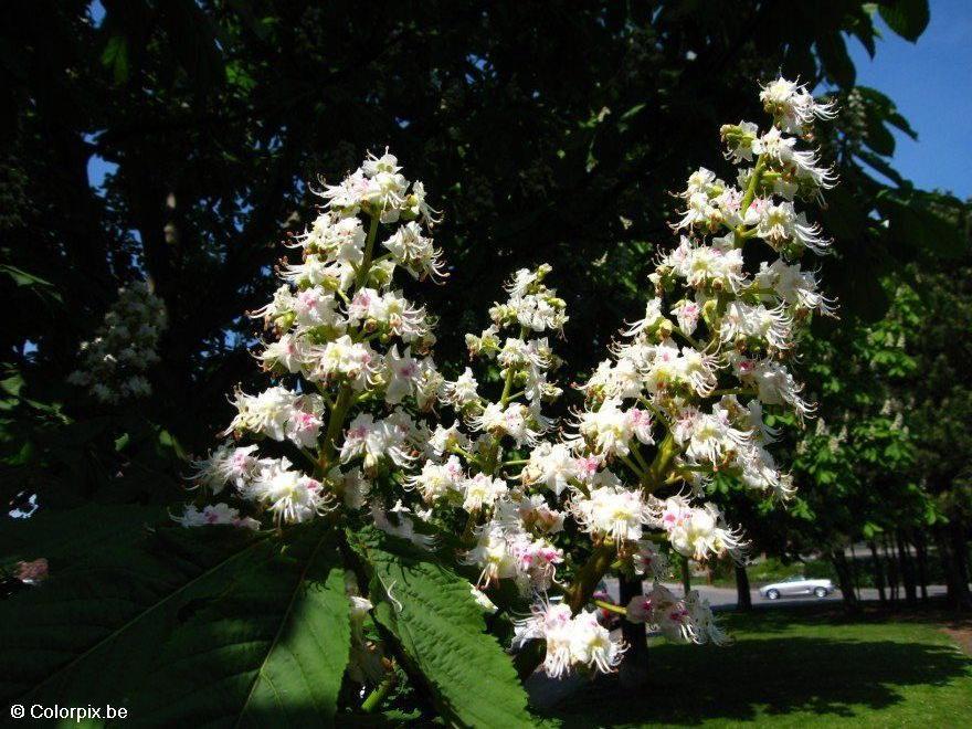 hestekastanje i blomst 2 Foto hestekastanje i blomst 2