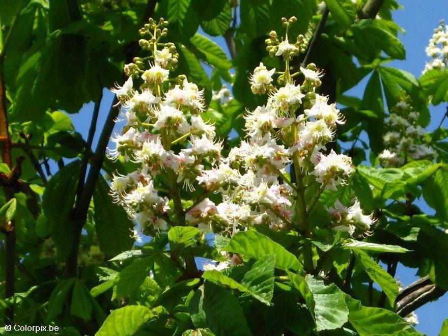 hestekastanje i blomst Foto hestekastanje i blomst