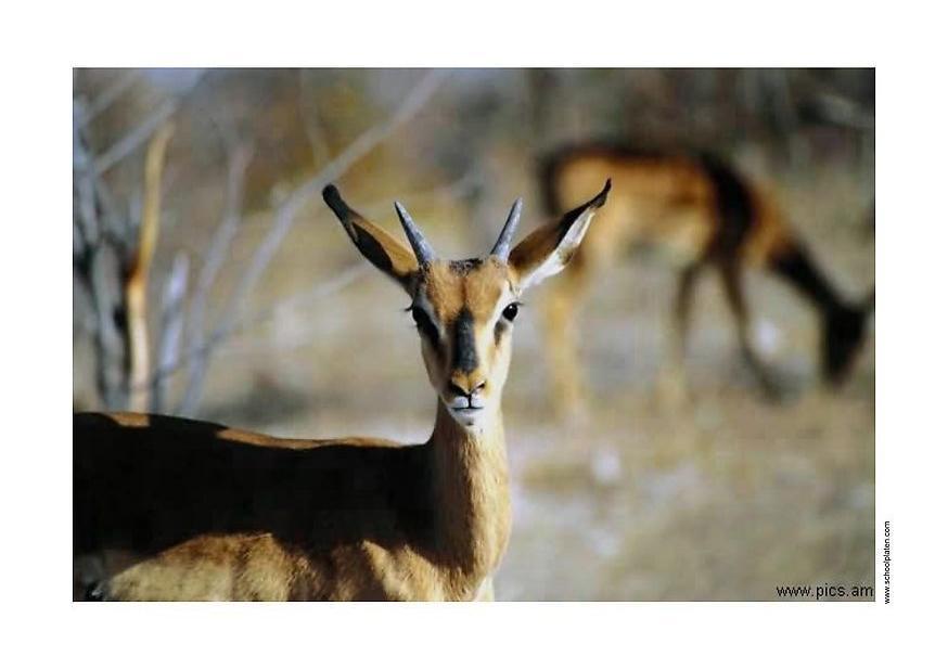 hind Foto hind