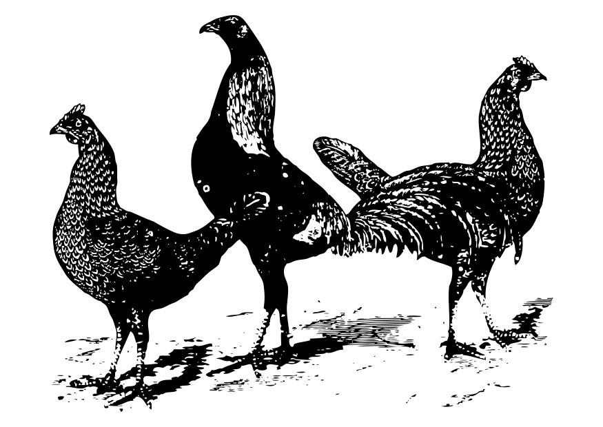 hA¸ner Fargeleggingsbilde hA¸ner