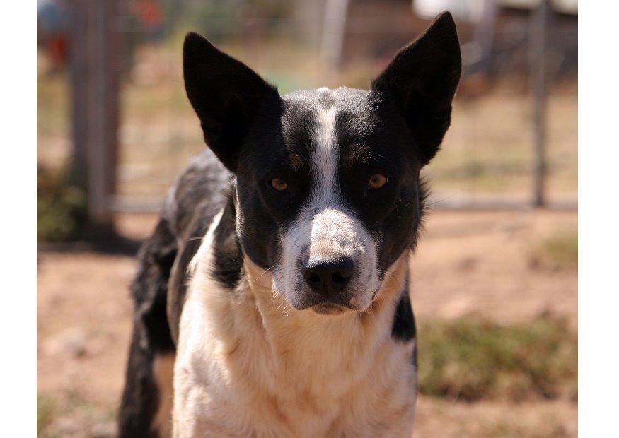 hund Foto hund