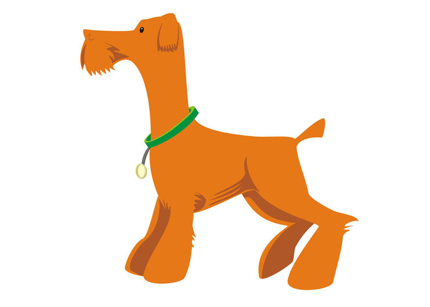bilde hund - A¥ stA¥