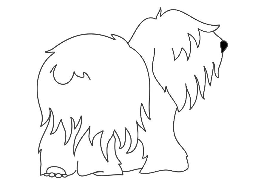 hund - bobtail Fargeleggingsbilde hund - bobtail