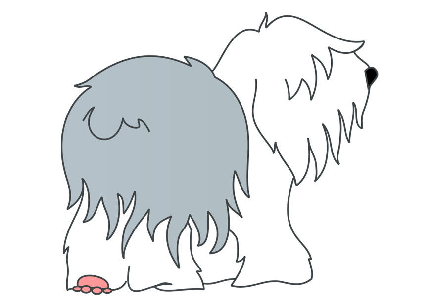 bilde hund - bobtail