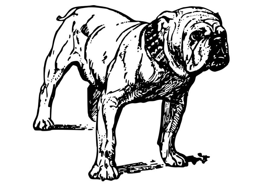 hund - bulldog Fargeleggingsbilde hund - bulldog