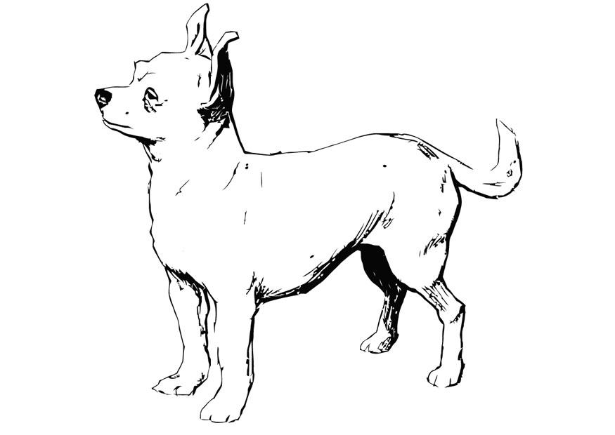 hund - chihuahua Fargeleggingsbilde hund - chihuahua