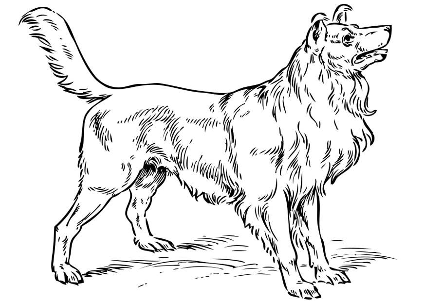 Fargeleggingsbilde hund - collie