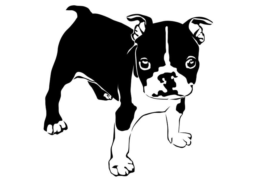 hund - fransk bulldog Fargeleggingsbilde hund - fransk bulldog